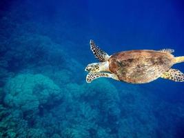 tortugas de mar . gran tortuga de arrecife bissa.