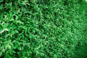 A wall or fence made of green leafy plants. photo