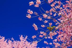 Beautiful cherry blossoms photo