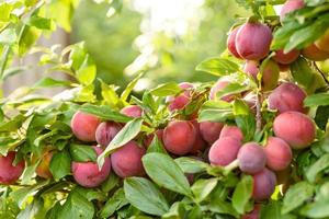 Beautiful ripe red plum fruits on a tree branch photo