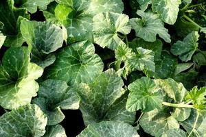 Green bright leaves of pumpkin bush on a home plot photo