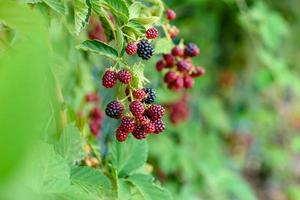 Wild blackberry bush with black and red berries