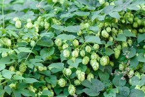 Green fresh hop cones for making beer and bread closeup photo