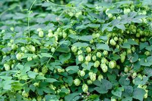 Green fresh hop cones for making beer and bread closeup photo