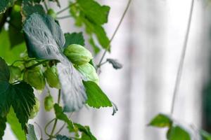 Green fresh hop cones for making beer and bread closeup photo