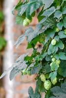 Conos de lúpulo verde fresco para hacer cerveza y pan closeup foto