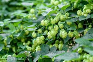 Green fresh hop cones for making beer and bread closeup photo