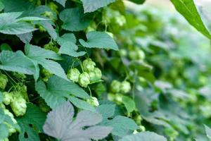 Green fresh hop cones for making beer and bread closeup photo