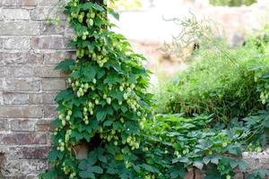 Green fresh hop cones for making beer and bread closeup photo