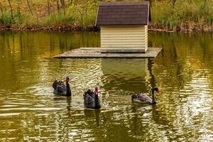 hermosos cisnes negros nadan a lo largo de las orillas de un pequeño río