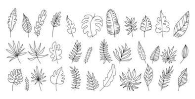 Exotic leaves set black and white vector illustration