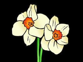 Spring Narcissus Daffodil Flowers vector