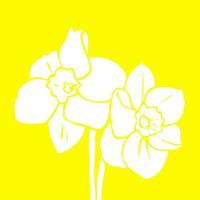 Yellow Spring Daffodil Silhouette
