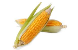 Sweet corn isolated on a white background photo