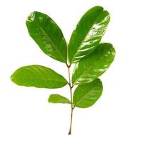 Rambutan leaves isolated on a white background photo