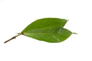 Guava leaf isolated on a white background photo