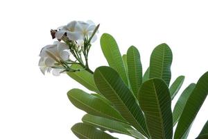 Frangipani flower isolated on a white background photo