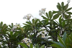 Frangipani flower isolated on a white background photo