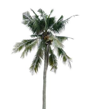 Coconut tree isolated on a white background photo