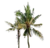 Coconut tree isolated on a white background photo
