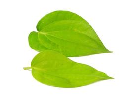 Betel leaf isolated on a white background photo