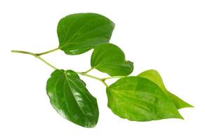 Betel leaf isolated on a white background photo