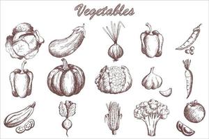 Sketch vegetables set. Vintage garden vegetable collection. vector