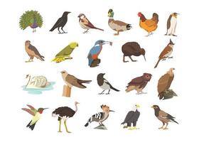 Birds kids book illustration set, pakshi - Pigeon, peacock, crow vector