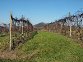 Roero hills in Piedmont photo