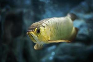 Asian arowana swiming in big tank photo