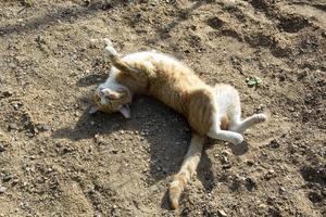 A ginger cat stretches on the sand photo
