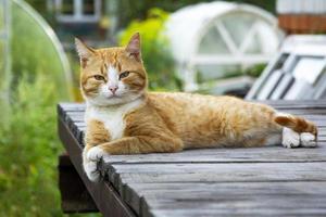 A ginger cat lies on a wooden porch near the house