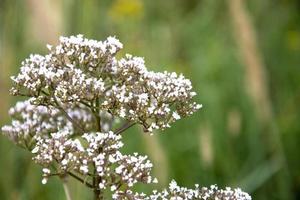 Meadow grass with small flowers on a blurred natural background photo