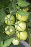 Greenhouse tomatoes close-up photo