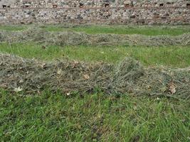 Freshly cut hay photo