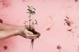 manos de hombre senior sosteniendo una planta verde fresca foto