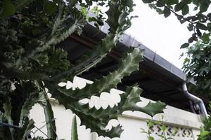 hojas de primavera brillantes en el árbol foto