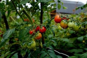 tomate cherry blosem f1 al aire libre después de la lluvia. agosto de 2021. omsk. foto