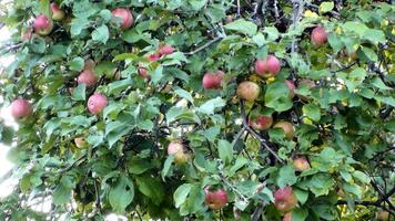 Juicy red apples hang on an apple tree photo