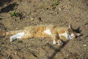 The cat sleeps in the sun. A ginger cat stretches on the sand. photo