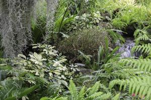 Tropical green surroundings in outdoor garden photo