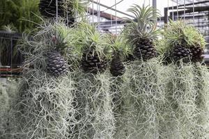 relajado en el mercado de plantas al aire libre foto