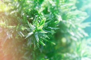 plant with dew as background in early morning. Sunny day concept. photo