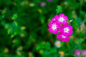 Close up pink geranium flowers in garden photo