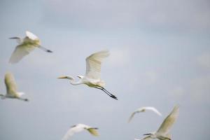 Eastern Great Egret bird flying on blue sky. photo