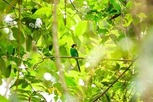 Long-tailed Broadbill bird perching on branch in tropical rainforest.