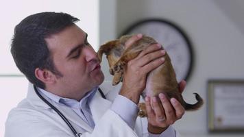 veterinario dando un chequeo al cachorro video
