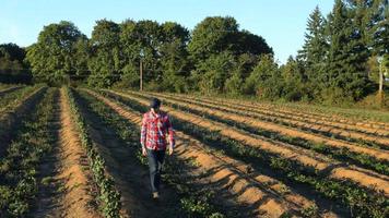 Farmer walking and looking at rows of crops video