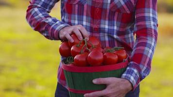 Farmer looking at basket of tomatoes video