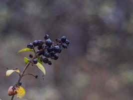 bunch of wild black forest berries on a branch photo